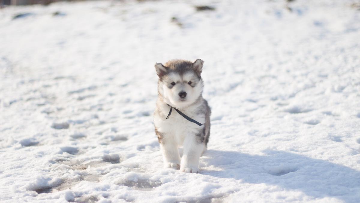 La capacidad de aguantar el frío para un perro depende de su pelaje y tamaño.