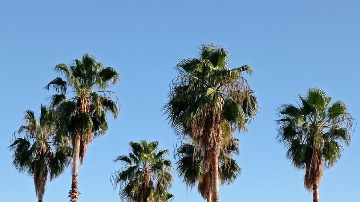 Unas palmeras se recortan sobre el cielo despejado en Córdoba.