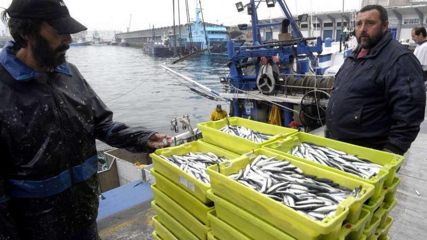 Cajas de anchoa de la flota de cerco en el puerto de A Coruña.