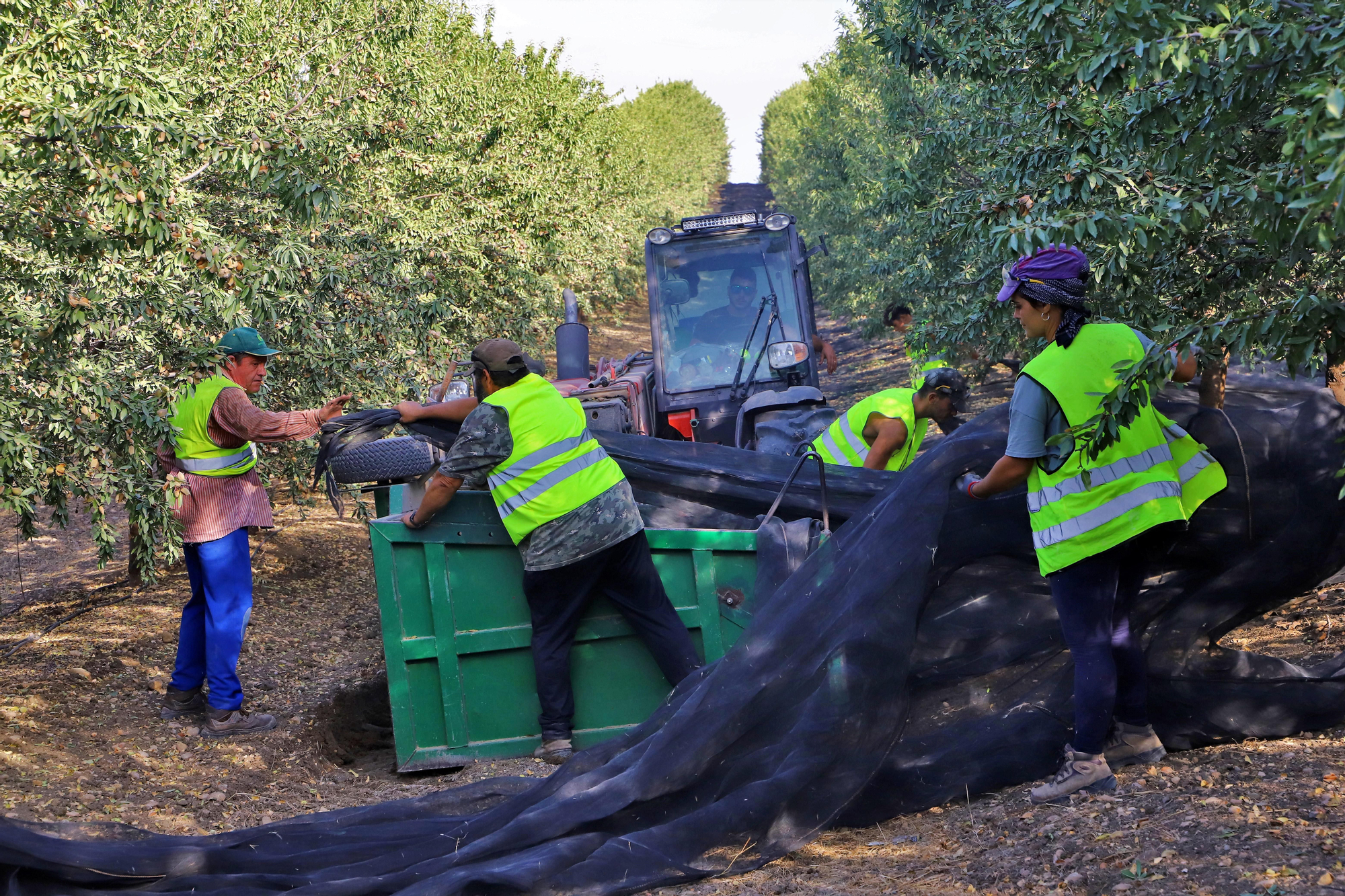 Comienza la recogida de la almendra en Córdoba