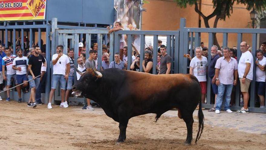 Ganaderos y comisiones de fiestas piden retomar los bous en julio &quot;a mínimos&quot; por supervivencia