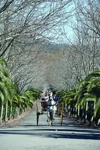 Caballo español, marcando el paso durante siglos