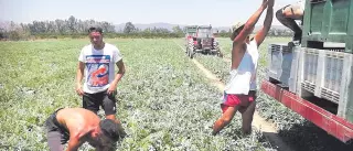 La producción de sandía baja un 16,67% en La Vega por la sequía