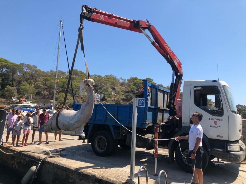 Hallan un delfín muerto en el Caló des Sivinar en Santanyí