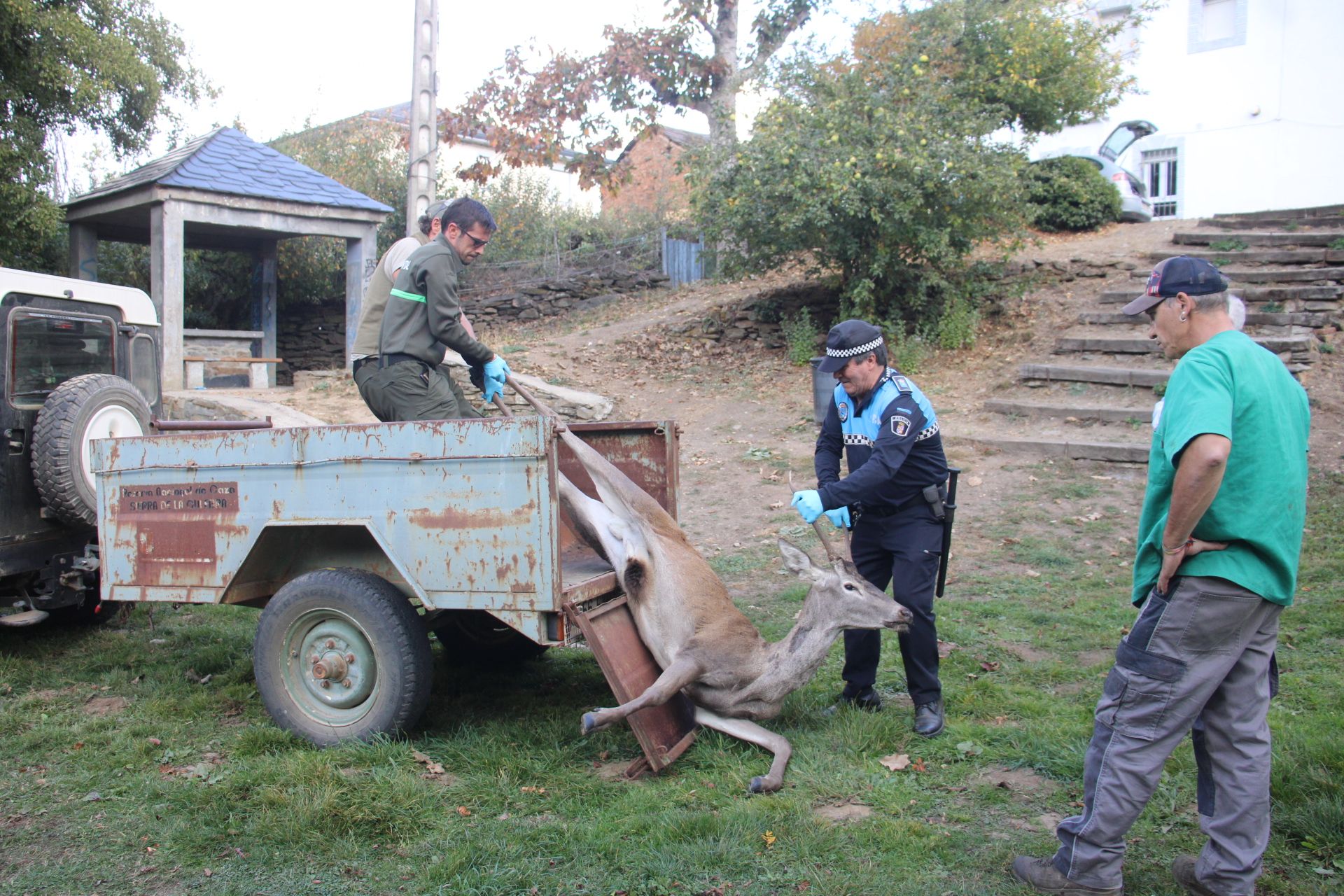 GALERÍA | Rescate de un ciervo enfermo en Puebla