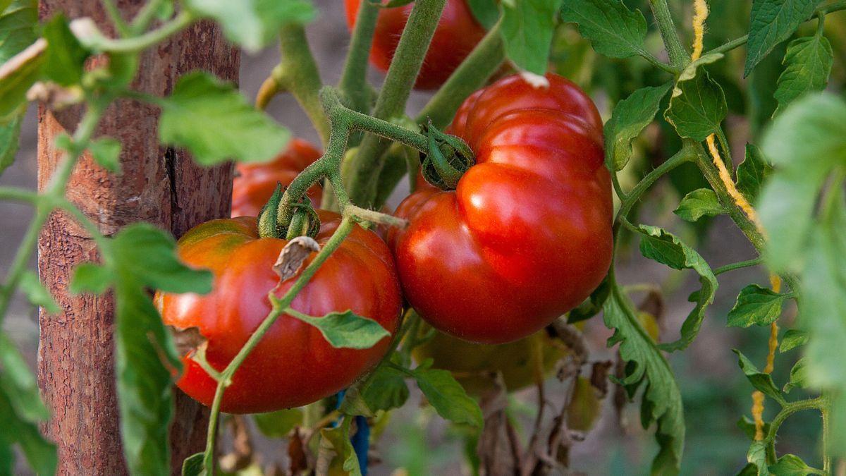 Un chef desvela el truco definitivo para alcanzar el corte perfecto en tomates: "La forma en que lo haces cambia la experiencia al comerlo y hasta el equilibrio de sabores en tus recetas"
