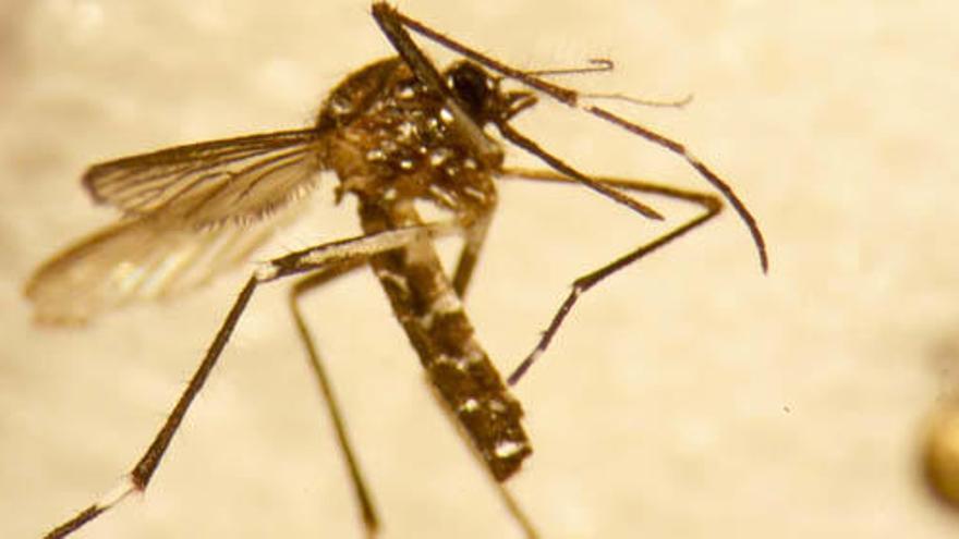 Estos son los municipios de Alicante donde se localizan las plagas de mosquitos tigre