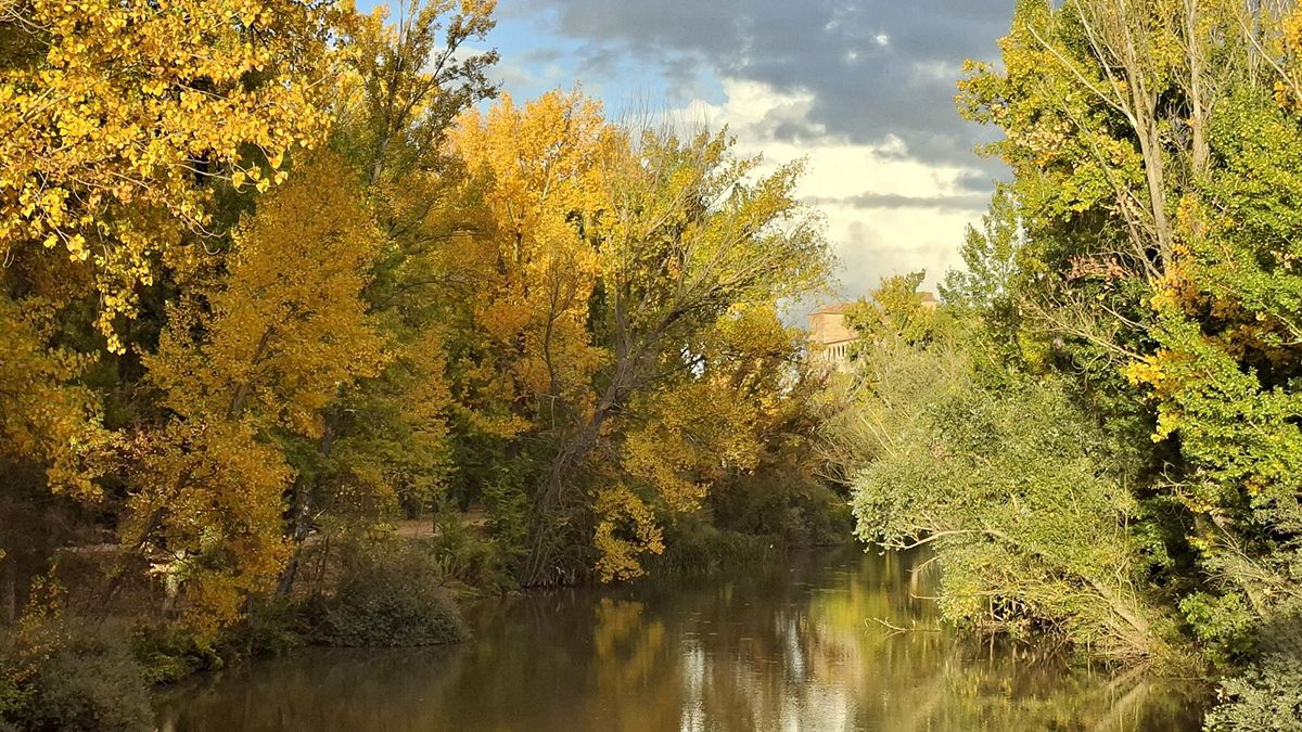 El río Duero rodea el Pueblo Mágico de Almazán creando paisajes de otoño donde los chopos tiñen el cauce de tonos dorados