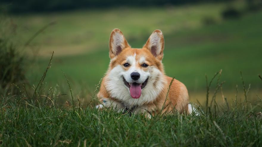 Descubren en Euskadi los restos más antiguos de perro doméstico en Europa