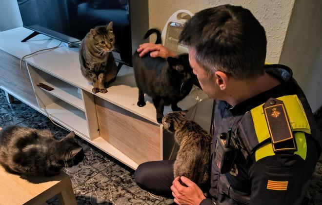Algunos de los gatos rescatados por la Urbana