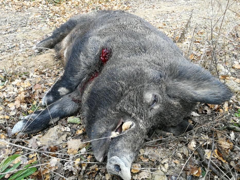 Cacen al Berguedà el que pot ser el porc senglar més gran d'Espanya