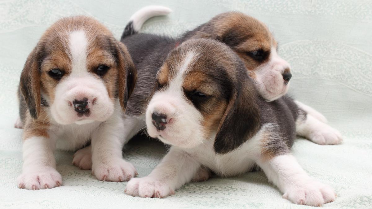 cachorros de raza beagle