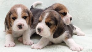 Petició al jutjat per aturar l’experiment amb beagles