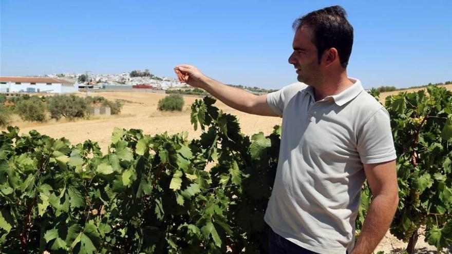 Viticultores combaten la polilla del racimo mediante feromonas