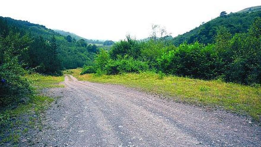 Una de las numerosas pistas forestales del monte Polio.