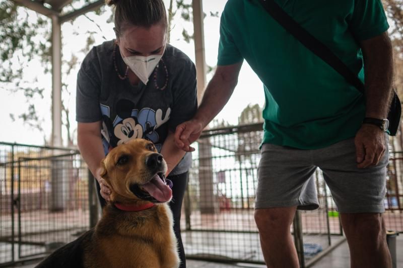 Volcán en Canarias: recogida de animales afectados por la erupción