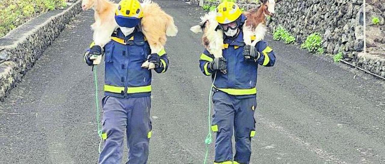Dos bomberos rescatan a unas cabras en plena erupción del volcán Tajogaite. | | LP/DLP