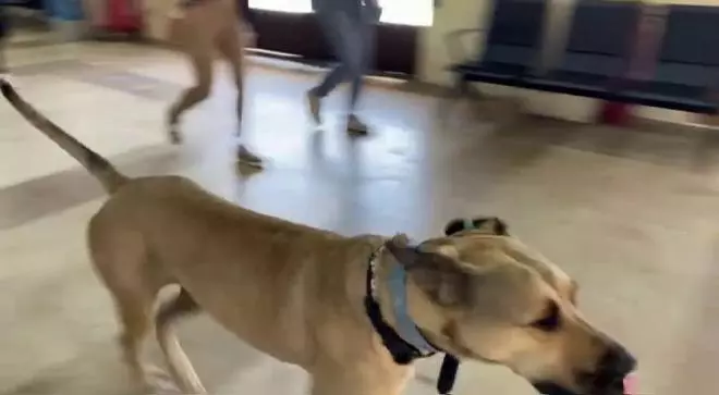 VIDEO | Conoce a Boji, el perro más viajero en autobús