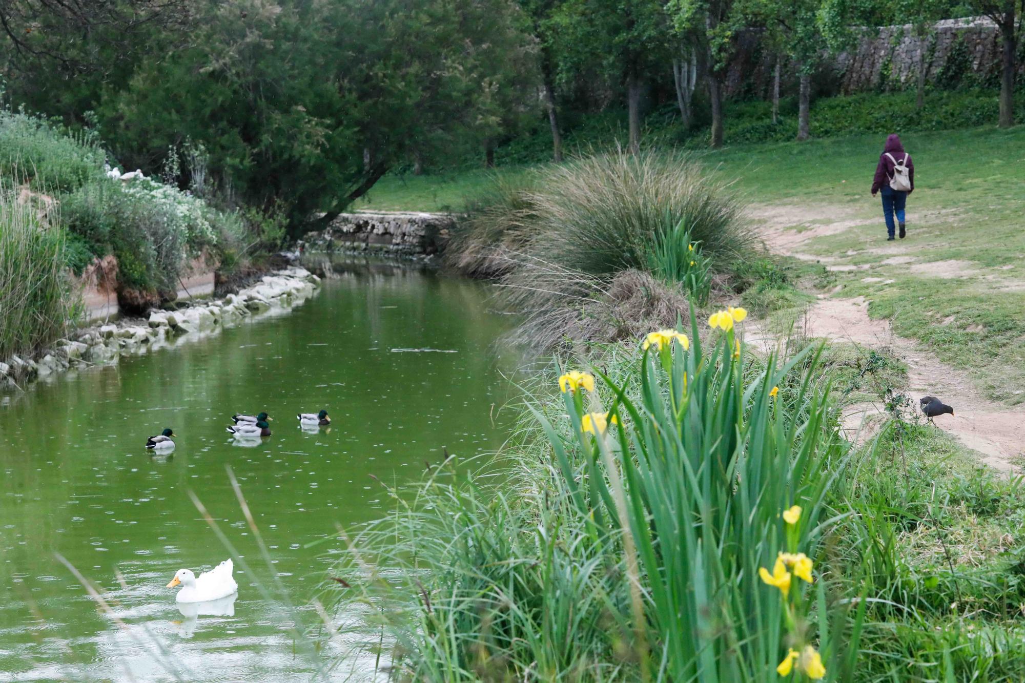 Agua teñida de verde en el Parque de Cabecera