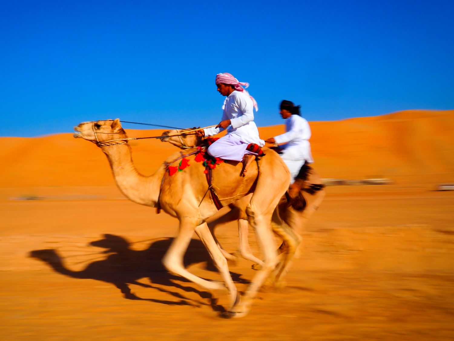 Paseo con camellos en el Arabian Oryx Camp