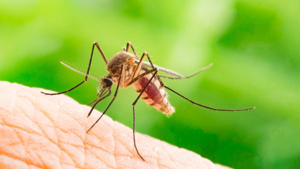 Esta planta te ayudará a ahuyentar los mosquitos.