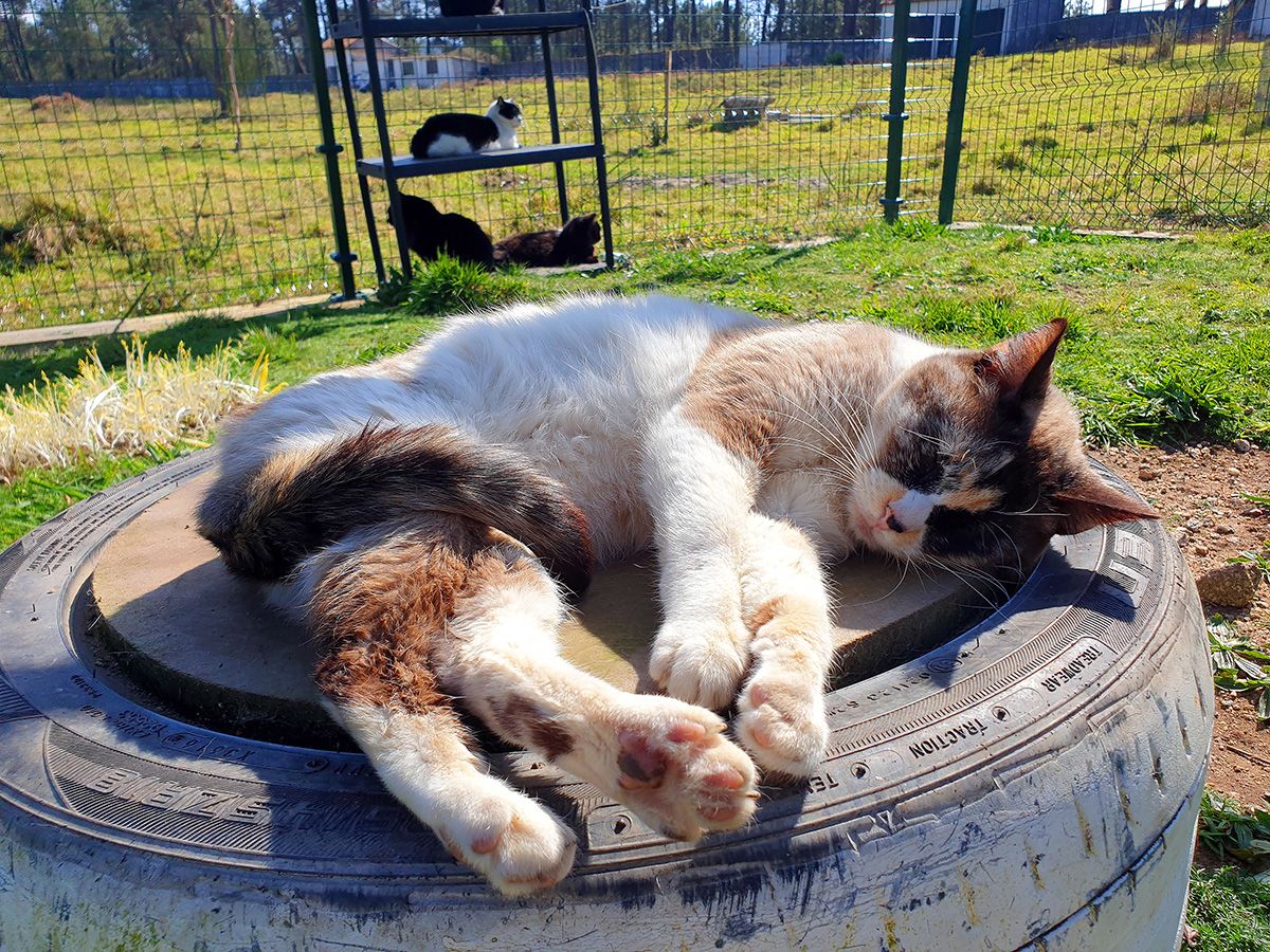 Gondomar protege a sus 70 gatos callejeros