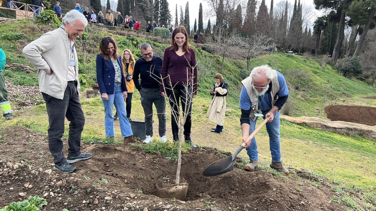 Plantación de uno de los granados de Elche en el Generalife