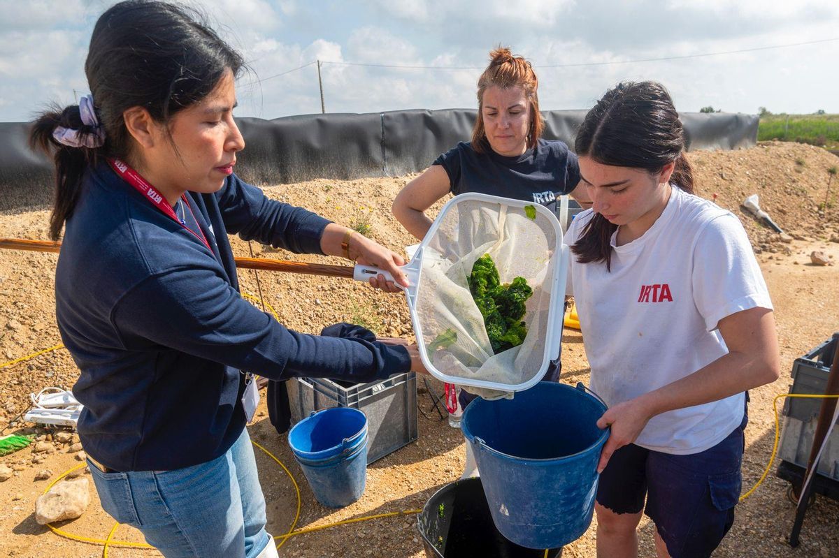 Trabajos previos al momento de la siembra de ulva en los estanques de cultivo multitrófico, junto con el múgil, las crías de ostra y las almejas.