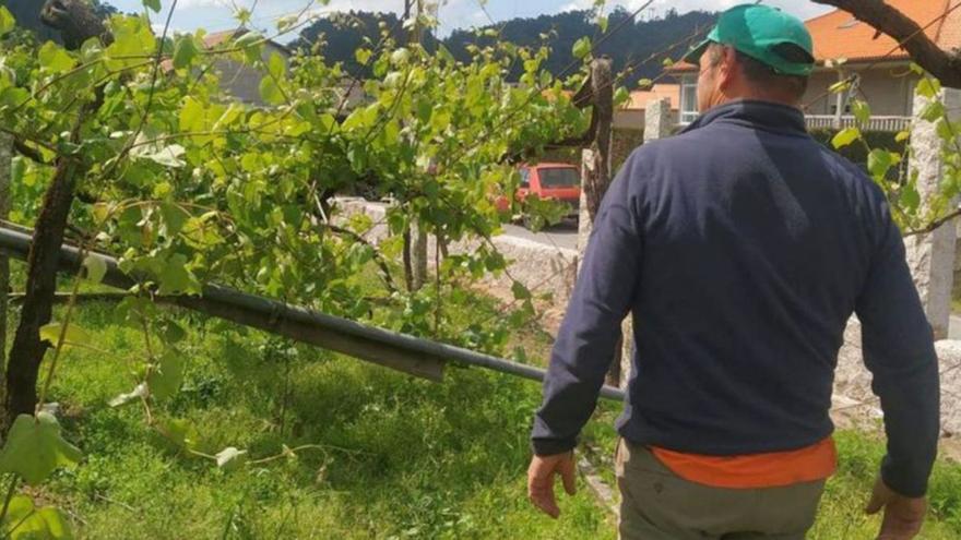 Un viticultor que cedió una franja de terreno para un vial en Meaño, obligado a vendimiar desde el suelo