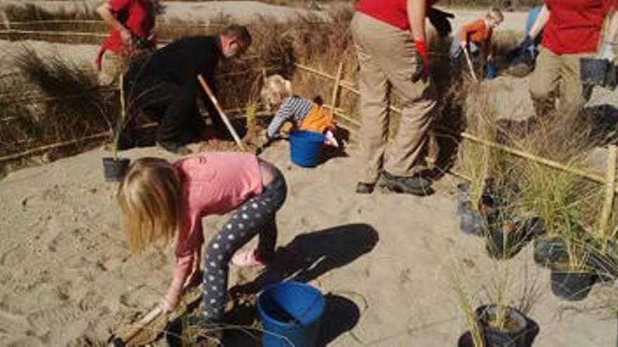 Voluntarios plantan los ejemplares y las semillas, ayer, en el nuevo cordón dunar de la vieja instalación deportiva.