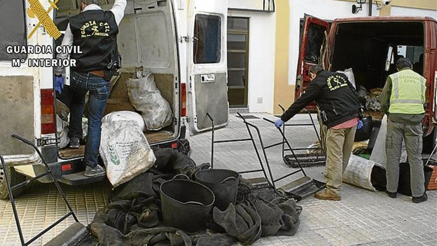 Almendralejo: 6 detenidos y 70.000 kilos de aceitunas