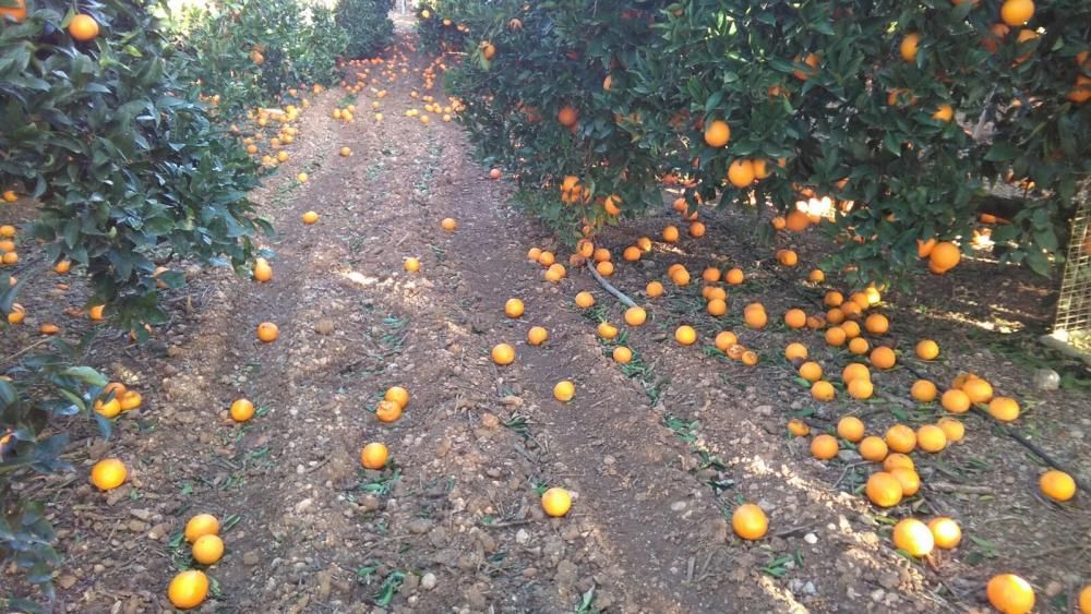 El vendaval afecta a los naranjos de sa Pobla