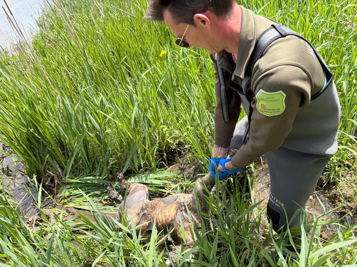 Rescate del cadáver del animal