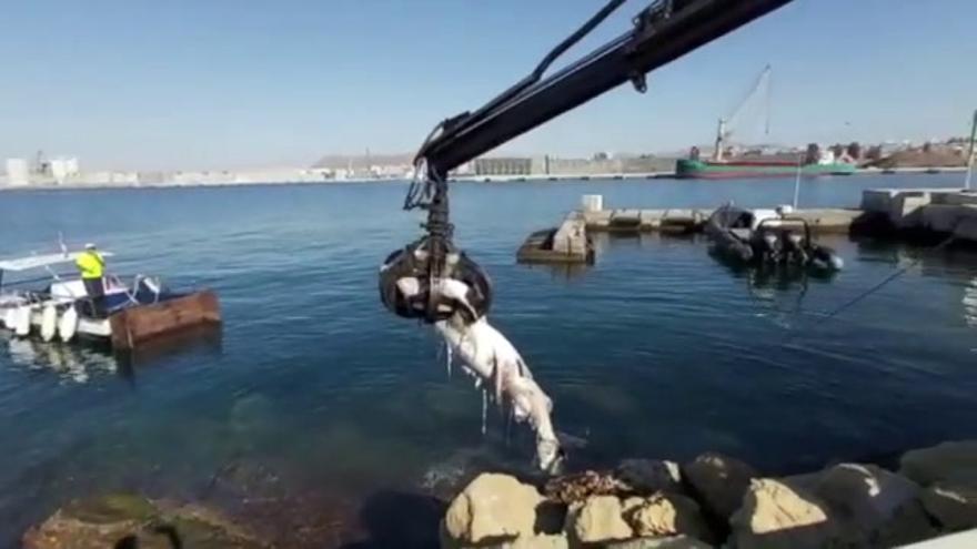 Aparece un tiburón gigante de 3 metros muerto en el Mediterráneo