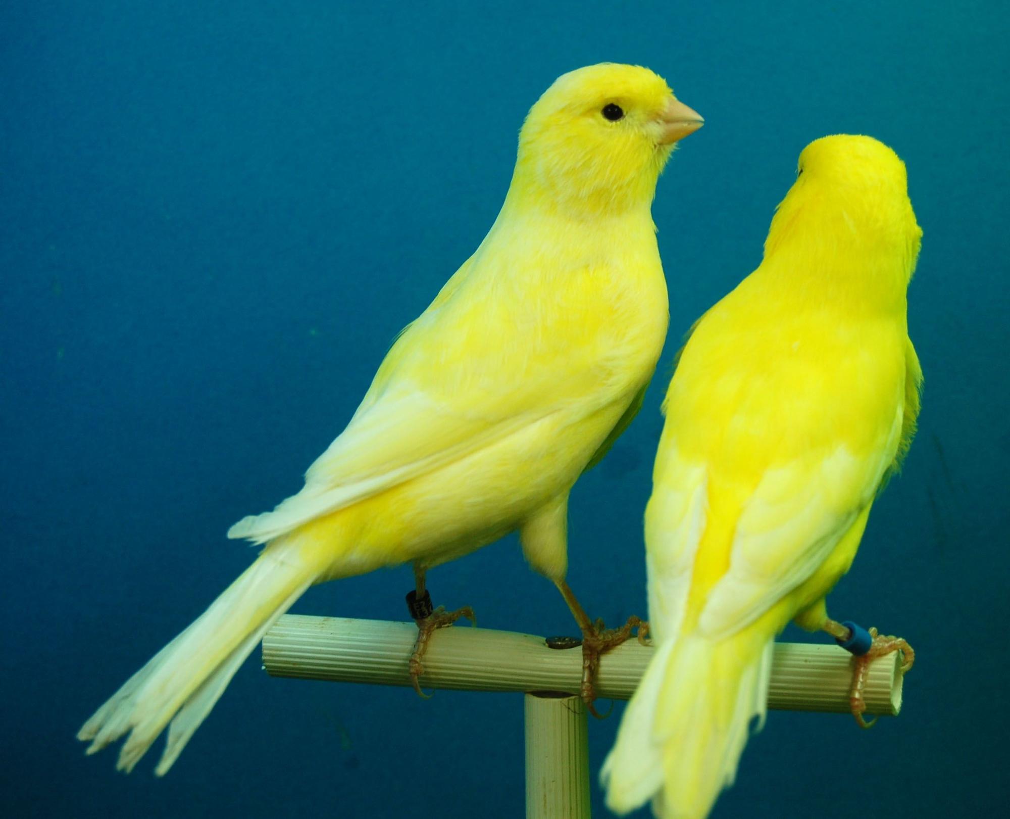 Descubre los secretos del inteligente pájaro canario y sorpréndete con estos 10 datos curiosos