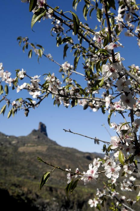 Fiesta del Almendro en Flor en Tejeda