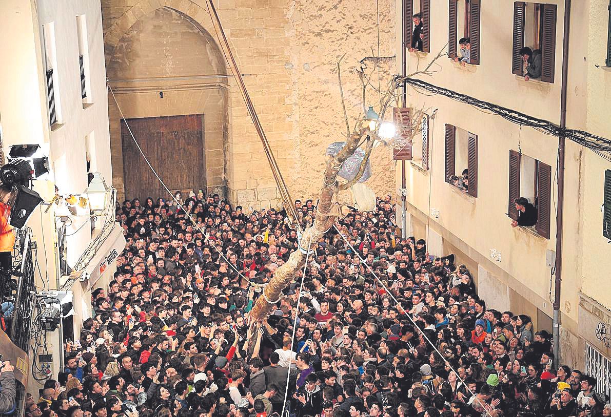 Un Pi muy difícil desluce la fiesta de la Plaça Vella de Pollença