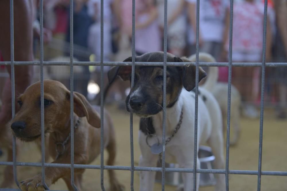 La perrera de Murcia saca sus animales a la calle