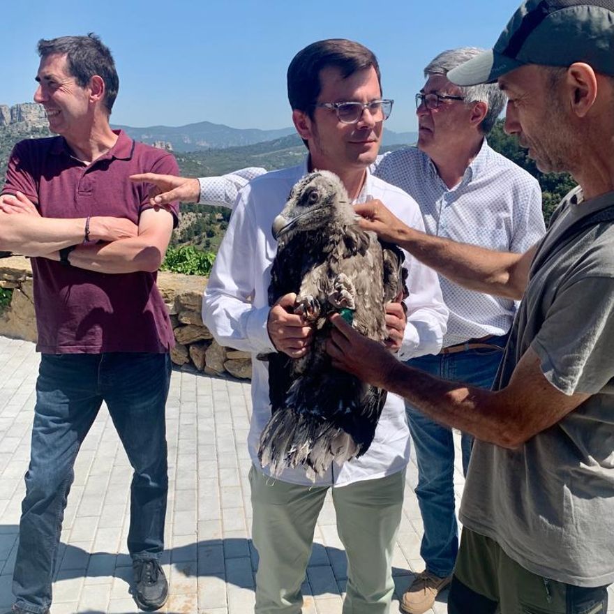 Uno de los ejemplares de quebrantahuesos liberado este año en la Tinença de Benifassà.