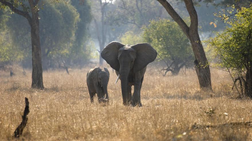 Dos turistes moren aixafats per un elefant quan volien fer-li una fotografia