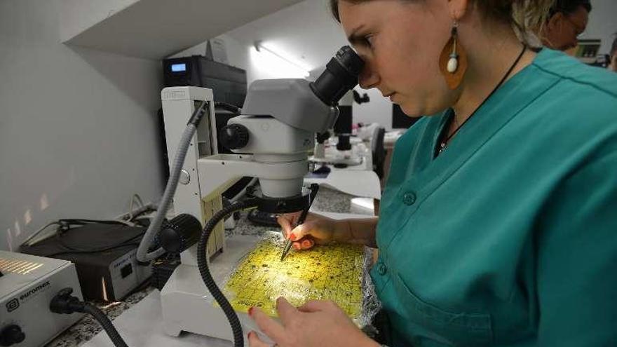 Hojas de un limonero afectado por el &quot;dragón amarillo&quot;. // G.S.