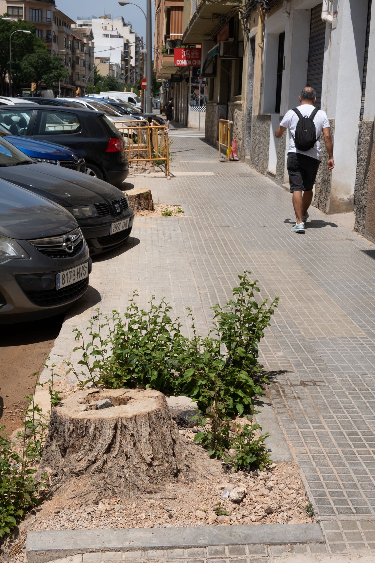 Las fotos de la tala masiva de árboles en las obras de la calle General Ricardo Ortega de Palma