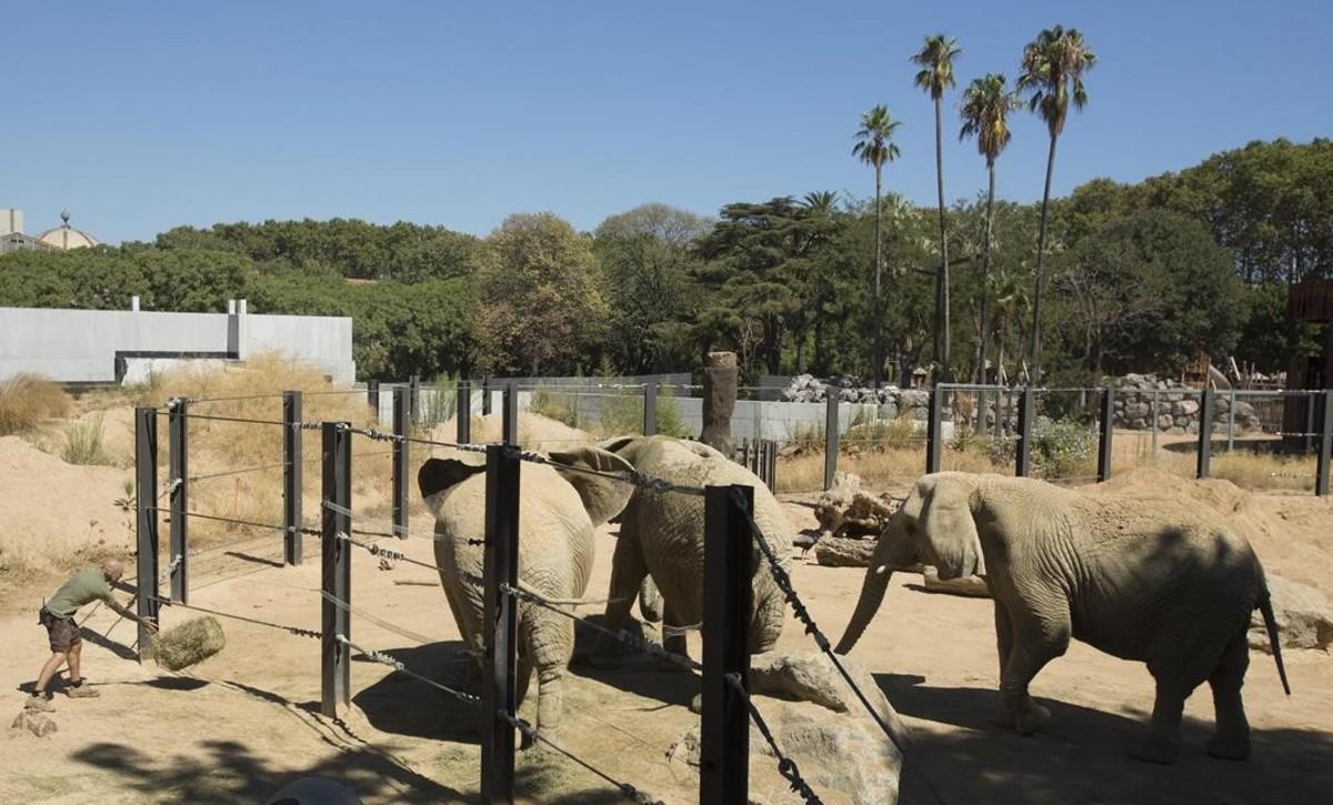 Susi, Yoyo y Bully, las tres elefantas del Zoo de Barcelona.