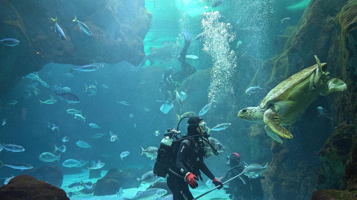 Varios buzos en el Gran Oceanario