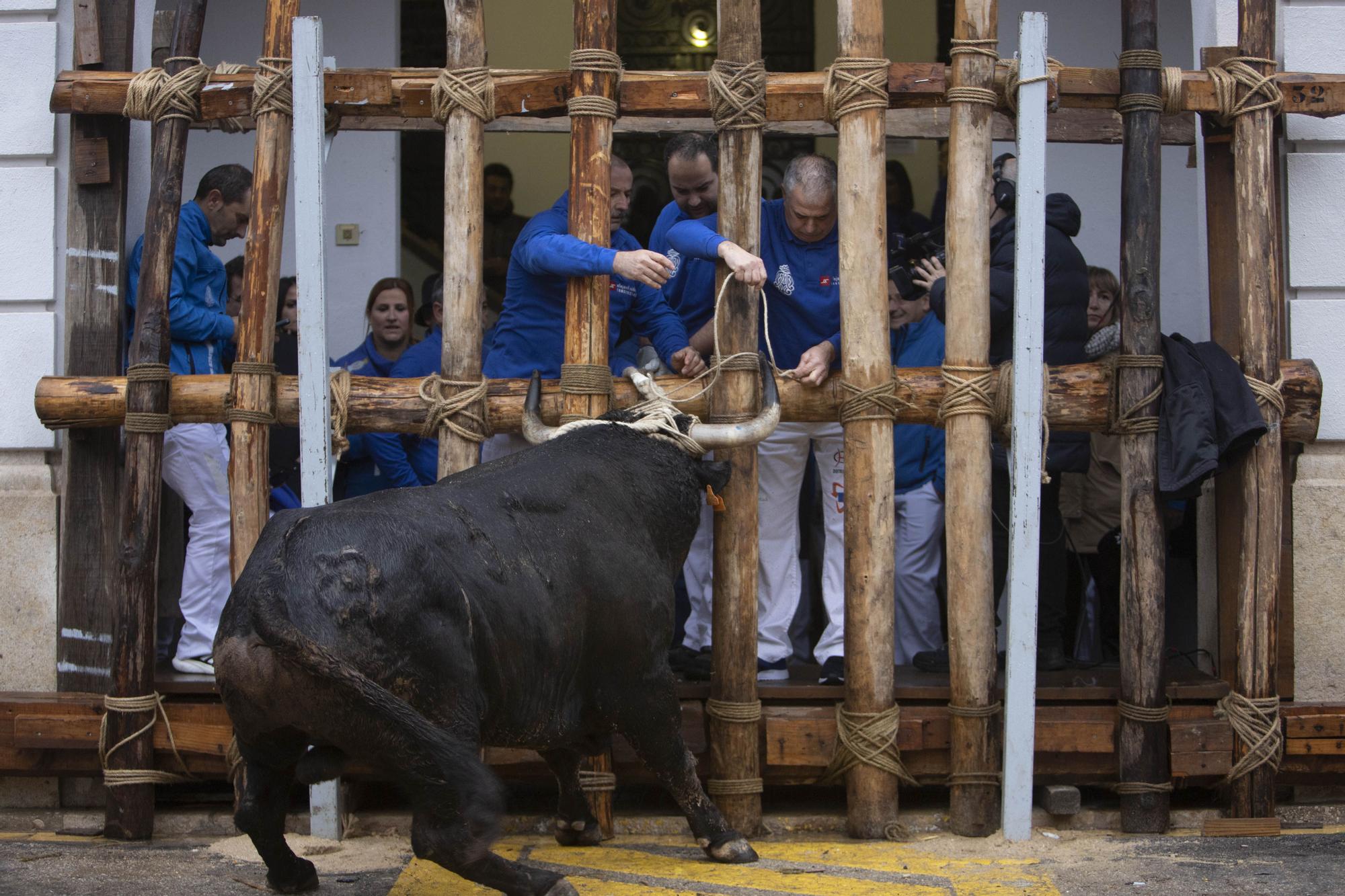 El "Bou en corda" vuelve al Pont Vell de Ontinyent