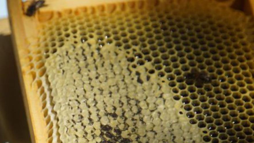 Extracción de miel de un panal. | JLF