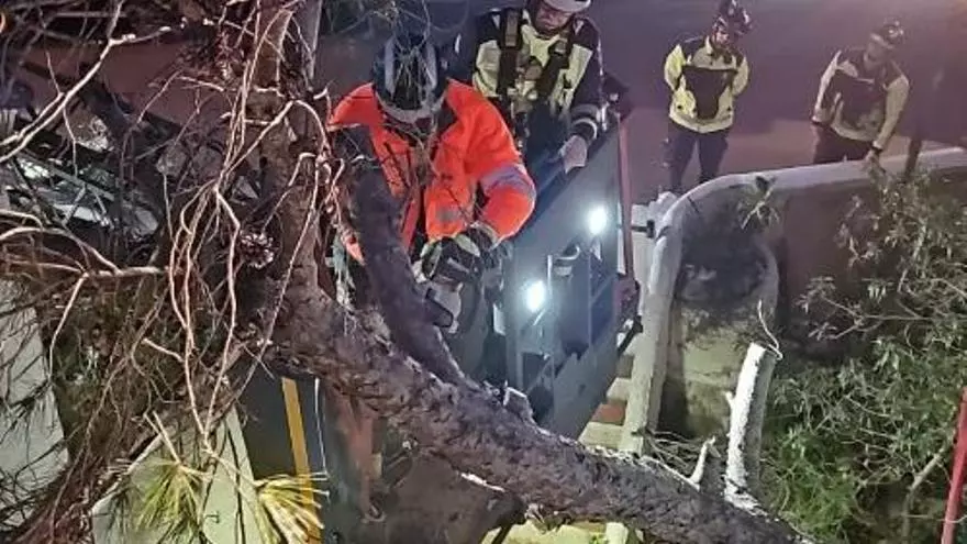 Cae un pino sobre una vivienda en Siesta