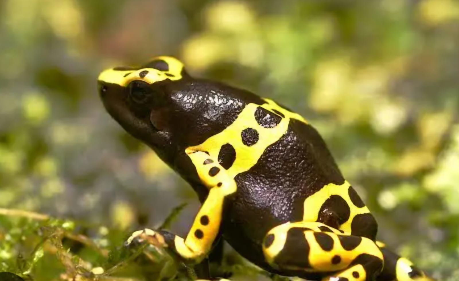 Las ranas venenosas se incorporan a la oferta del Acuario O Grove.