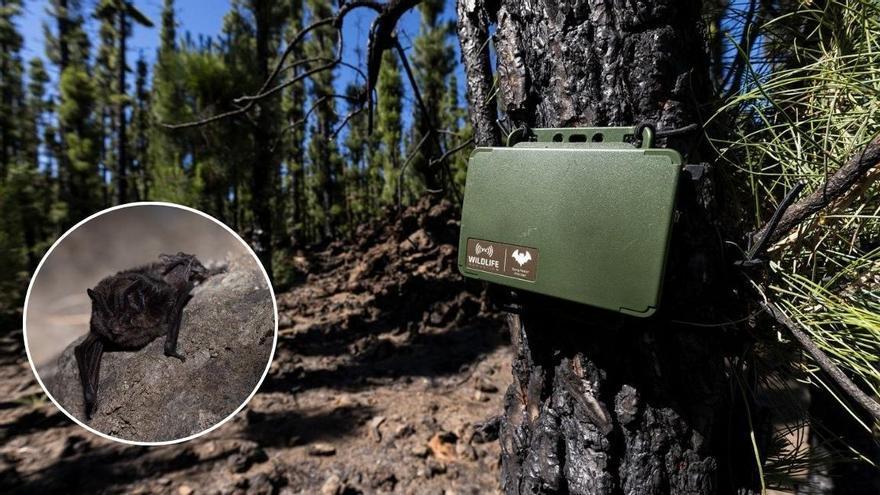 Tenerife Uses Bat Populations as Bioindicators to Track Forest Fire Recovery
