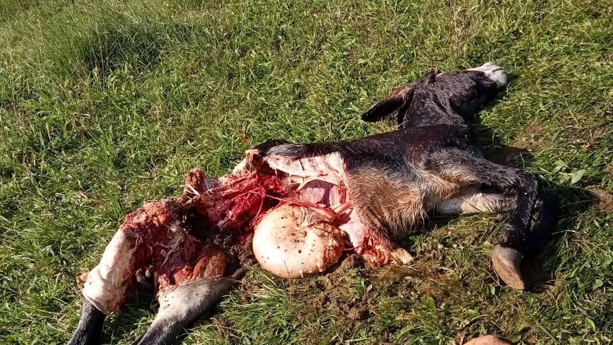 Un joven burro muerto por los ataques en el Aramo